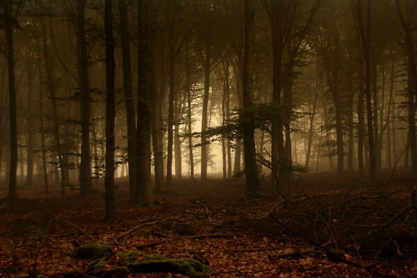 Bosque de otoño. Niebla y puesta de sol