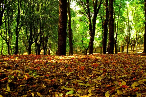 Foglie cadute nella foresta autunnale