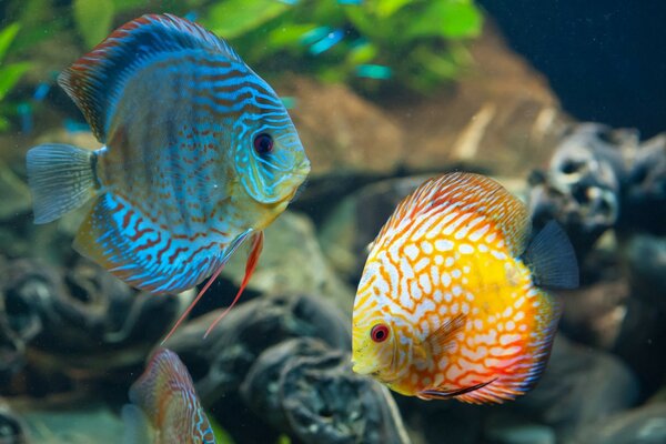 Poisson coloré dans l océan