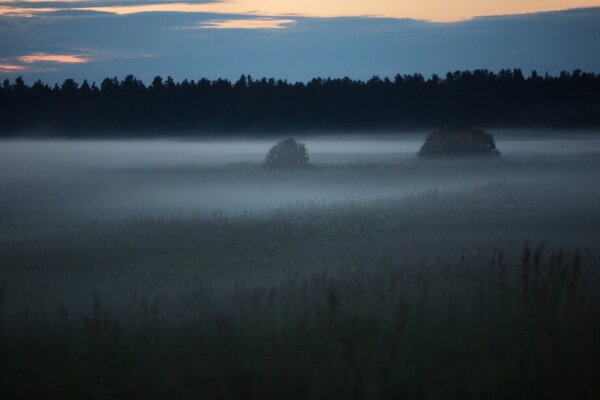 La clairière est enveloppée de brouillard