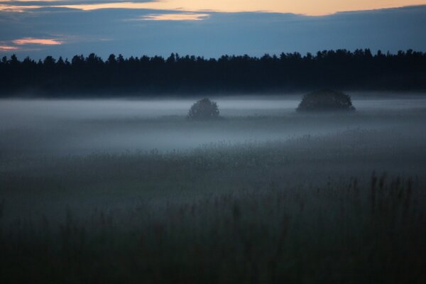 Лесная поляна окутана туманом