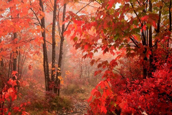 Feuilles rouges sur les arbres dans la forêt