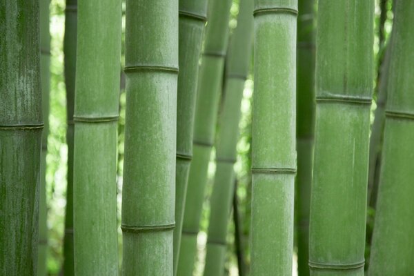 Die Lieblingspflanze des Pandas ist grüner Bambus