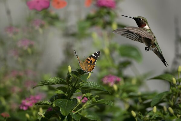 Hummingbird in flight over a beautiful flower
