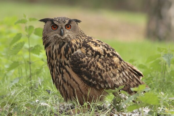 Eule mit roten Augen jagt