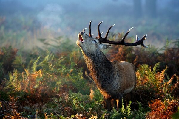 Cerf avec des bois ramifiés dans la forêt d automne