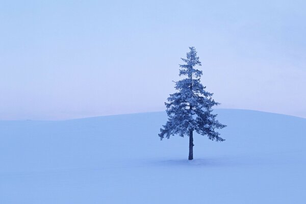 Ein einsamer Baum auf einer schneebedeckten Lichtung