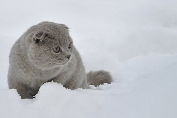 Süße Katze im Schnee