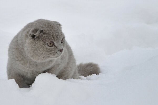 Милый котик на снегу