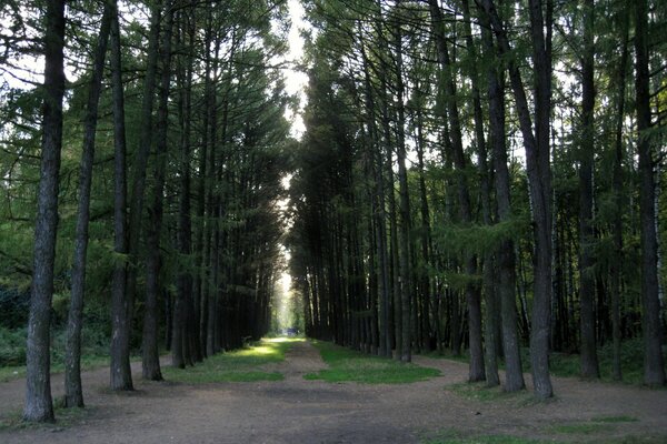 Alberi di pino. Bosco di conifere