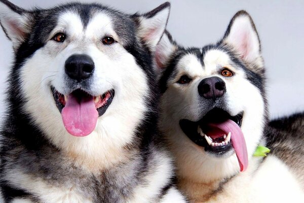 Deux Malamutes aux langues roses