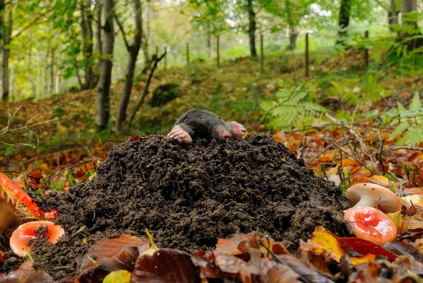 Der Maulwurf kam im Wald ans Licht