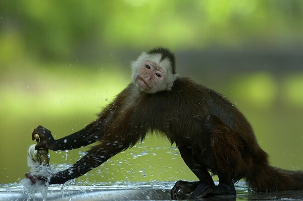 Affe wäscht seine Pfoten unter dem Wasserhahn