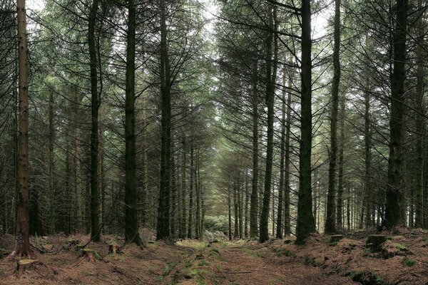 Foresta di conifere per la caccia tranquilla