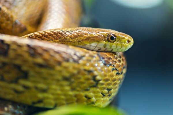 Bellissimo serpente con gli occhi Marroni