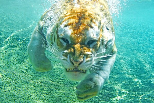 Goldener Tiger schwimmt unter Wasser