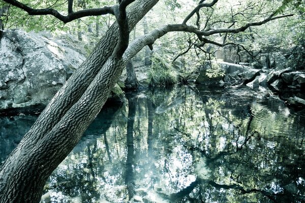 Lago tranquillo nella foresta di Crimea