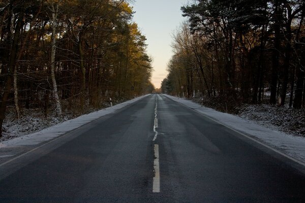 Una strada vuota. Alberi della foresta