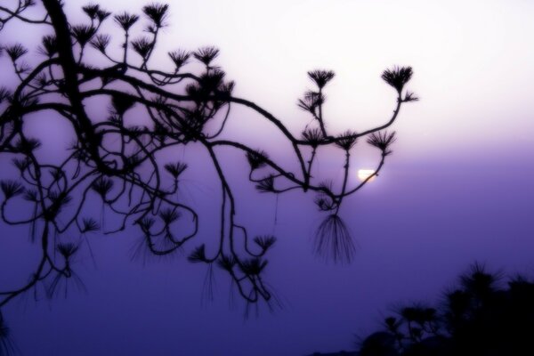 Branches brume arbre lune