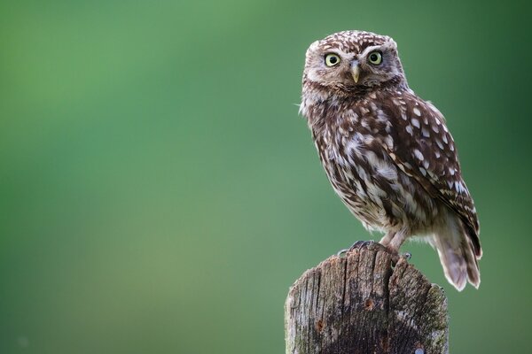 A beautiful owl is sitting on a branch