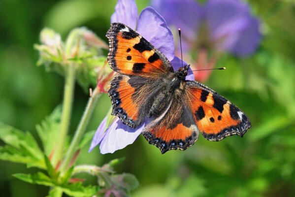 Macro shooting. Butterfly on a flower