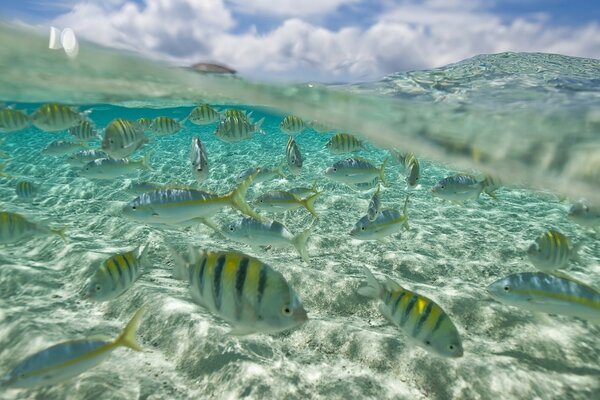 En el océano bajo el agua, una bandada de peces nada