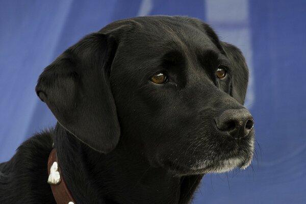 Black dog with sad eyes portrait