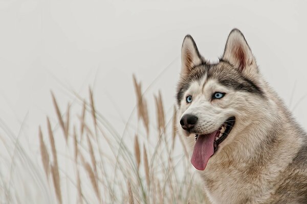 Husky dog with blue eyes