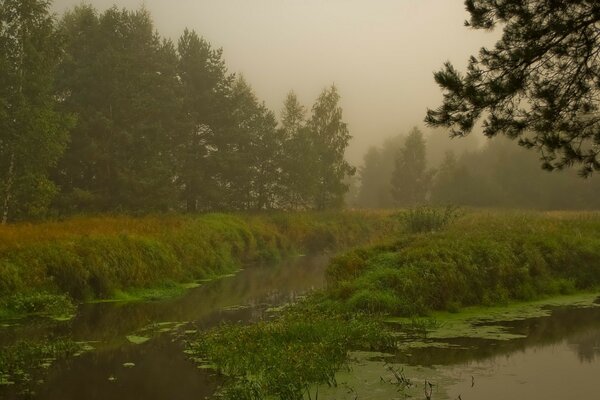 Nebel im grünen Wald im Sumpf