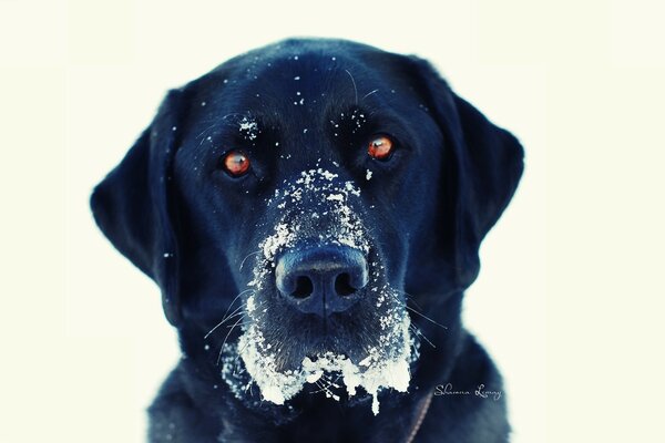 Ein schwarzer Hund mit Kartenaugen und einem Maulkorb im Schnee
