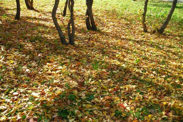 Hojas de otoño, troncos de árboles delgados