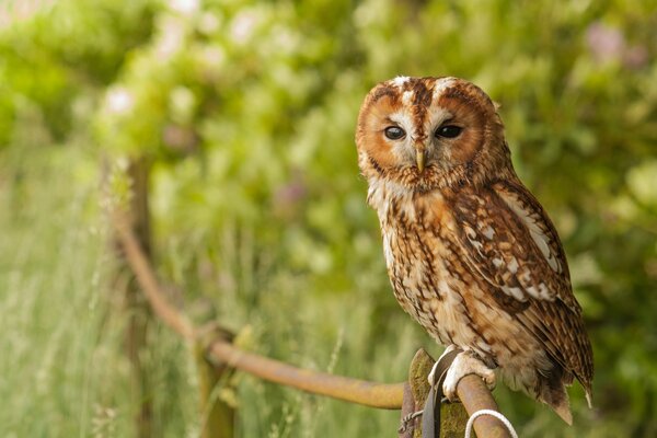 Gufo grigio gufo nella foresta