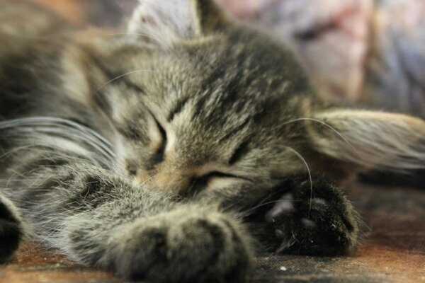 The cutest picture is a striped kitten sleeping peacefully