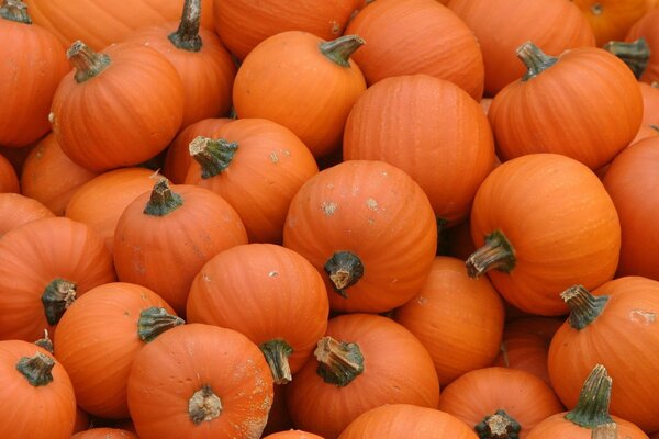 Deliciosa montaña de calabazas de naranja