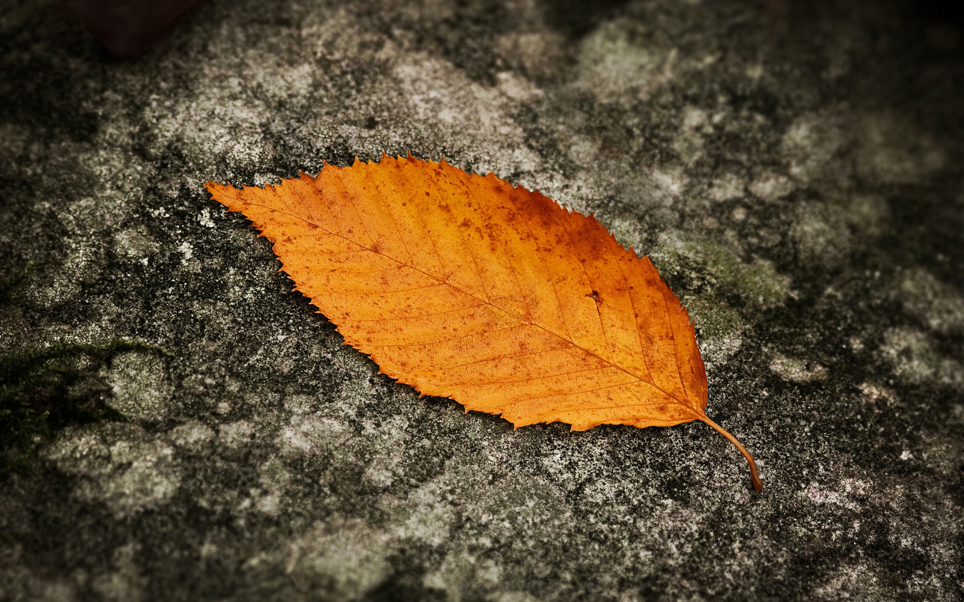 blatt herbst