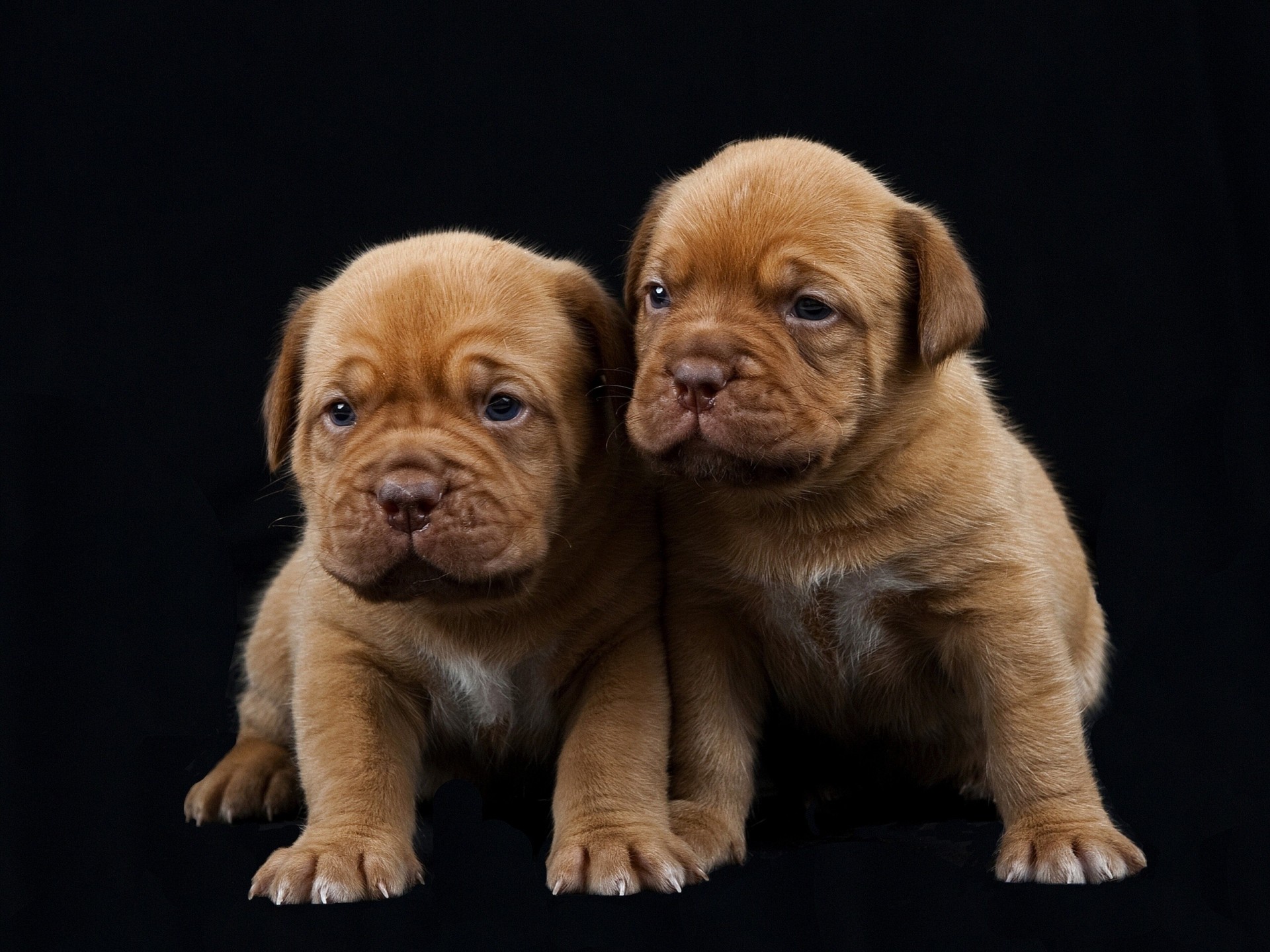 chiens dogue de bordeaux fond noir chiots