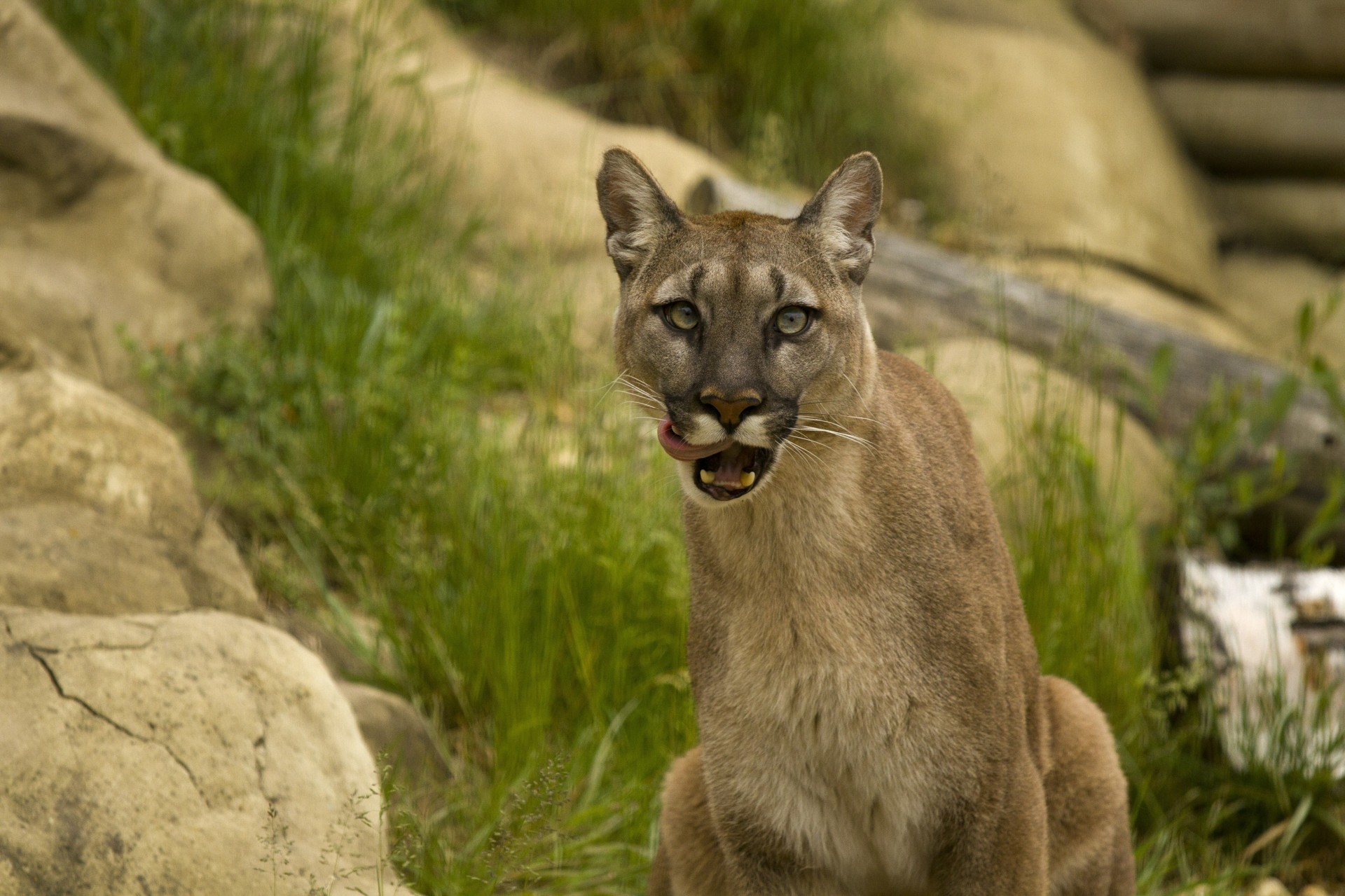 żbik puma lizanie lew górski