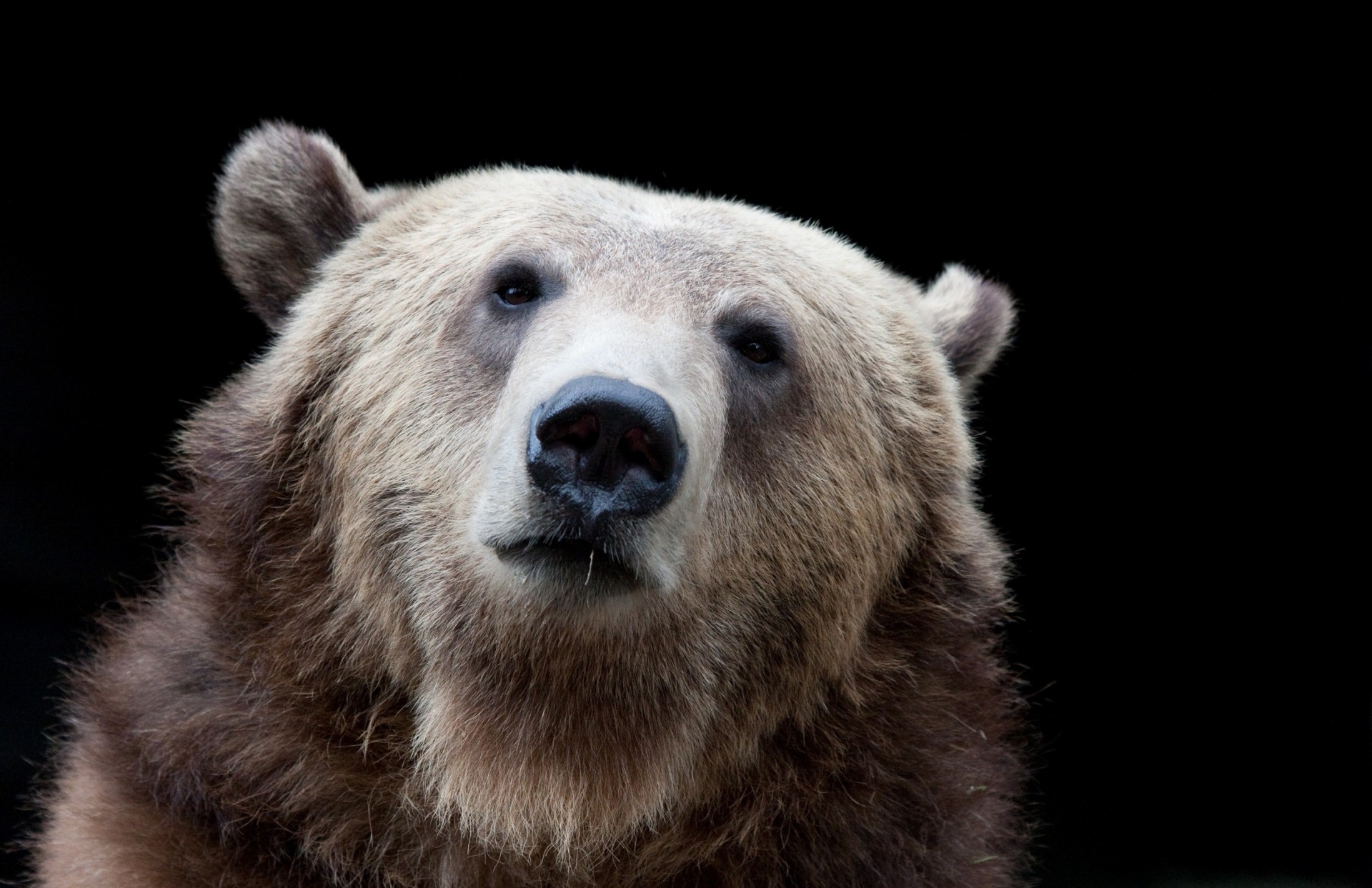 orso denti sfondo scuro