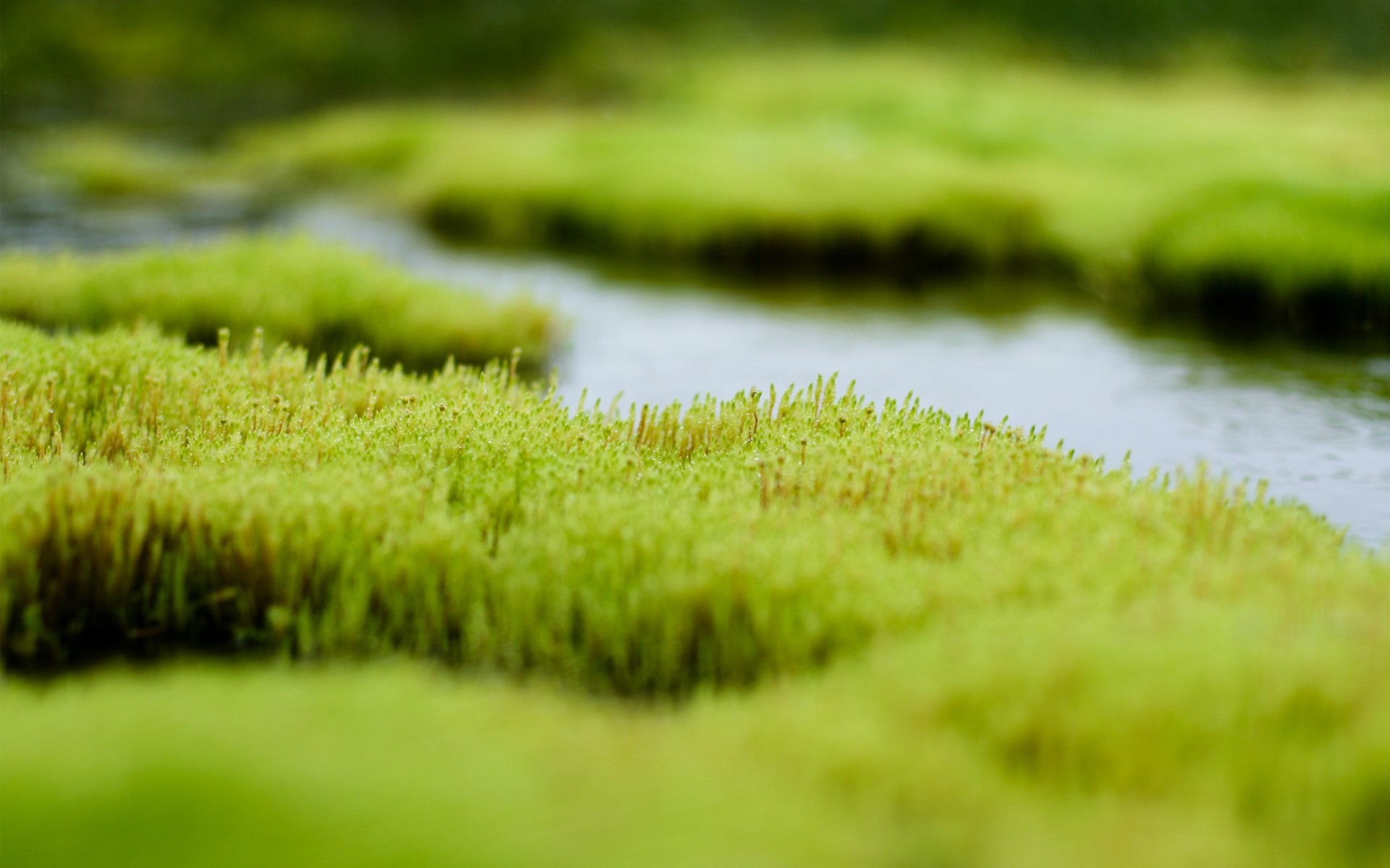 bog water grass green