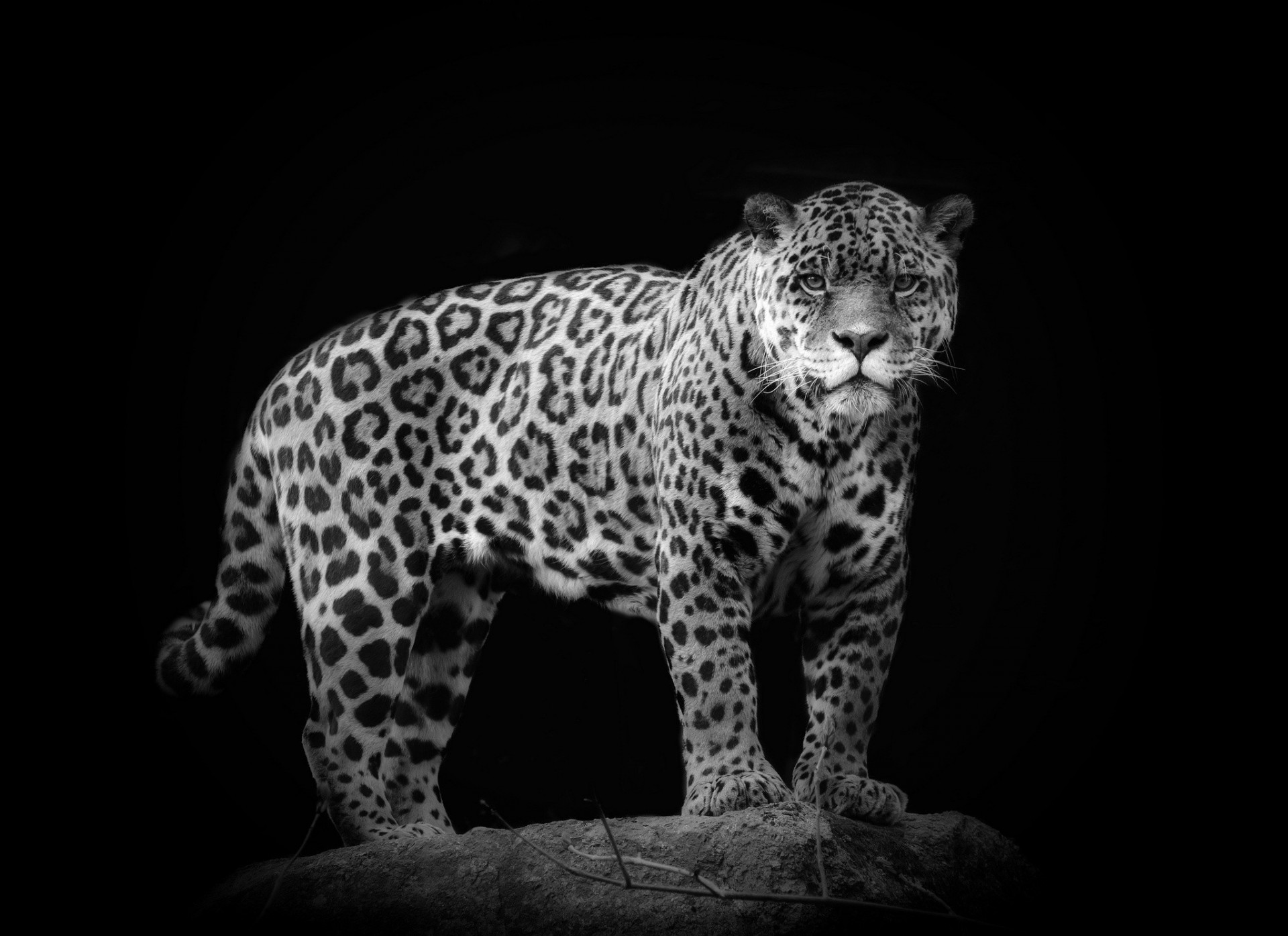 wild cat jaguar dark background black and white