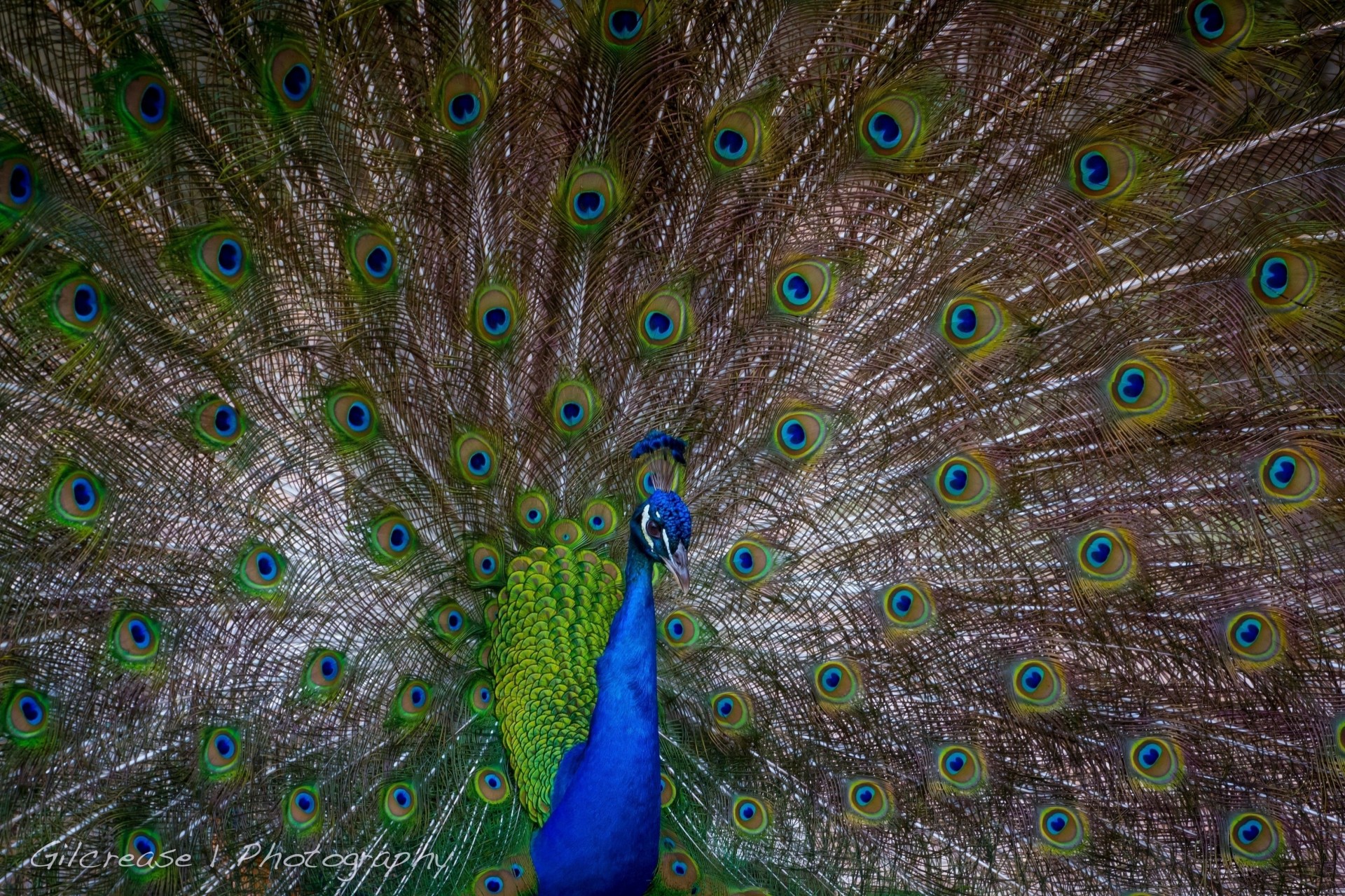 peacock tail