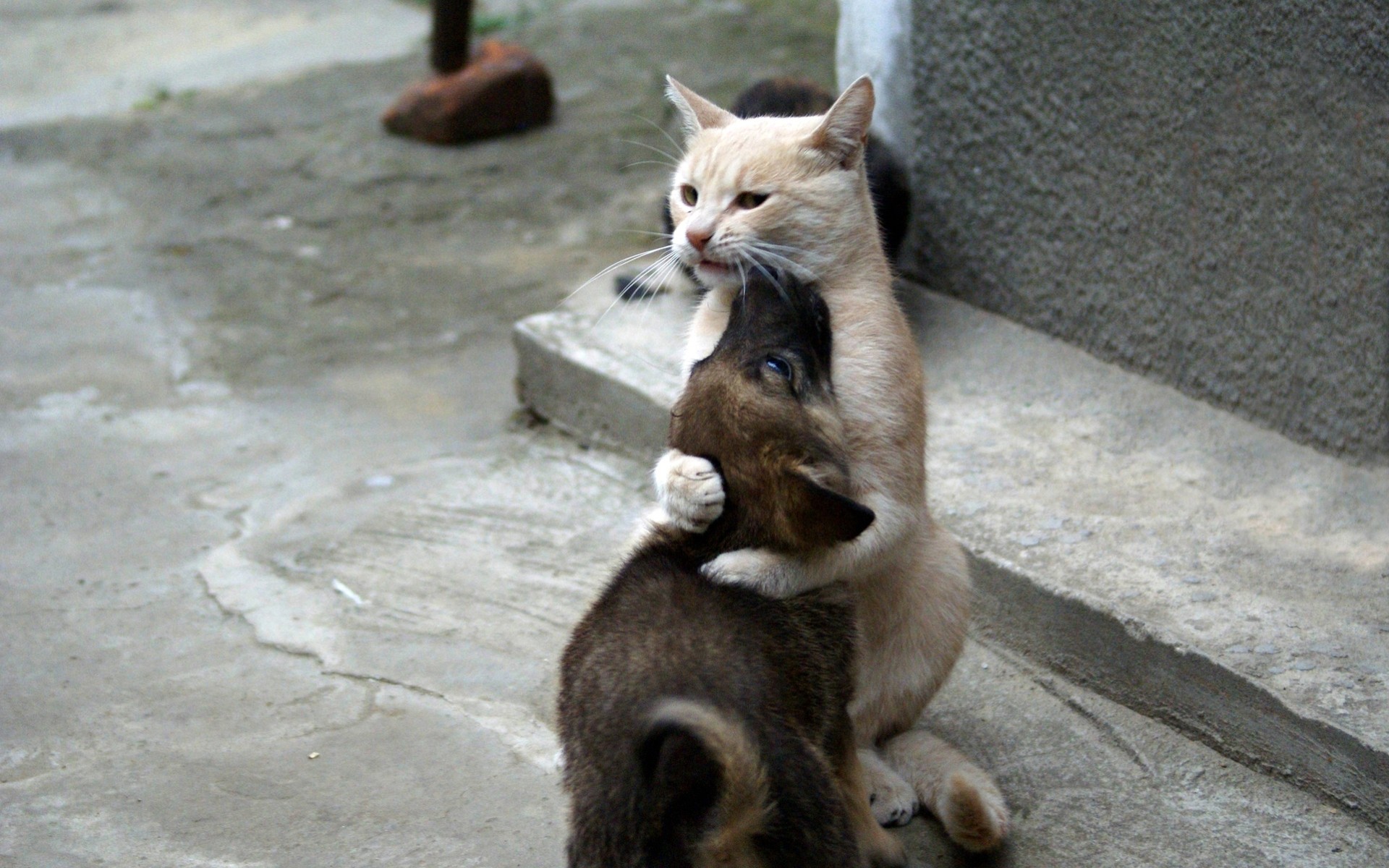 amore cuccioli gatti tenerezza cani situazioni baciare