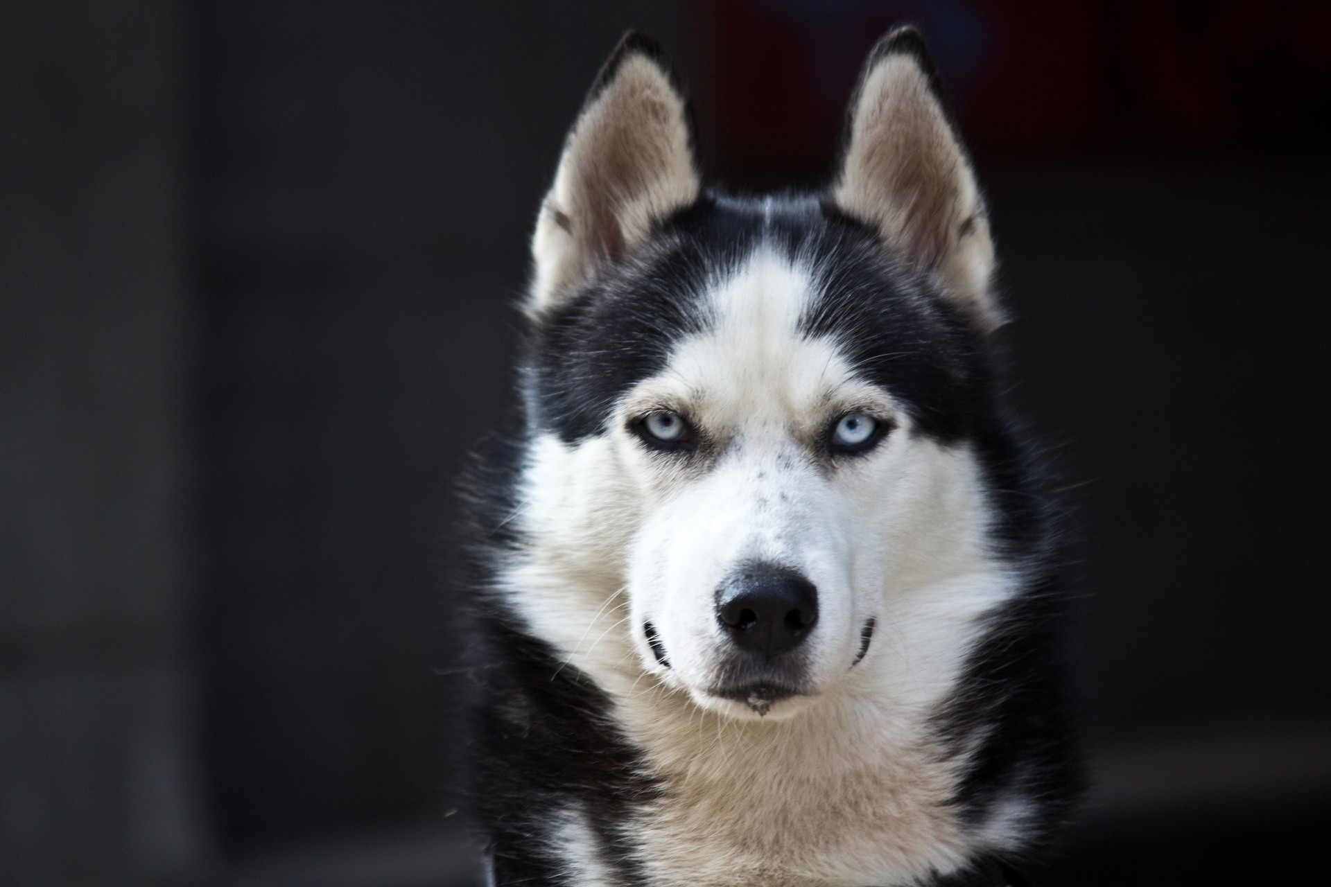 ojos azules husky lindo negro blanco peligro perro