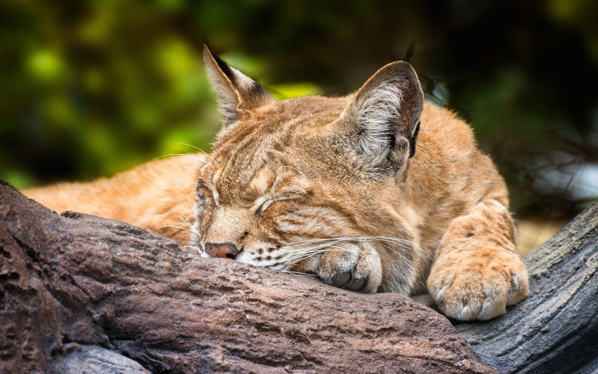 schlaf luchs