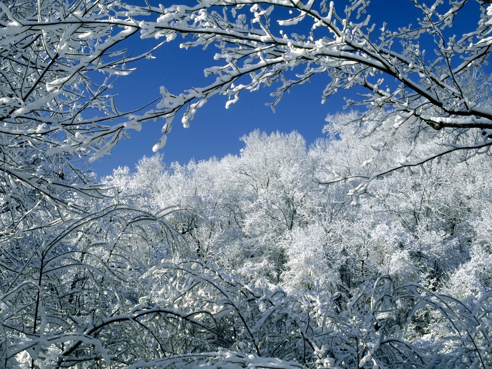 hiver forêt neige