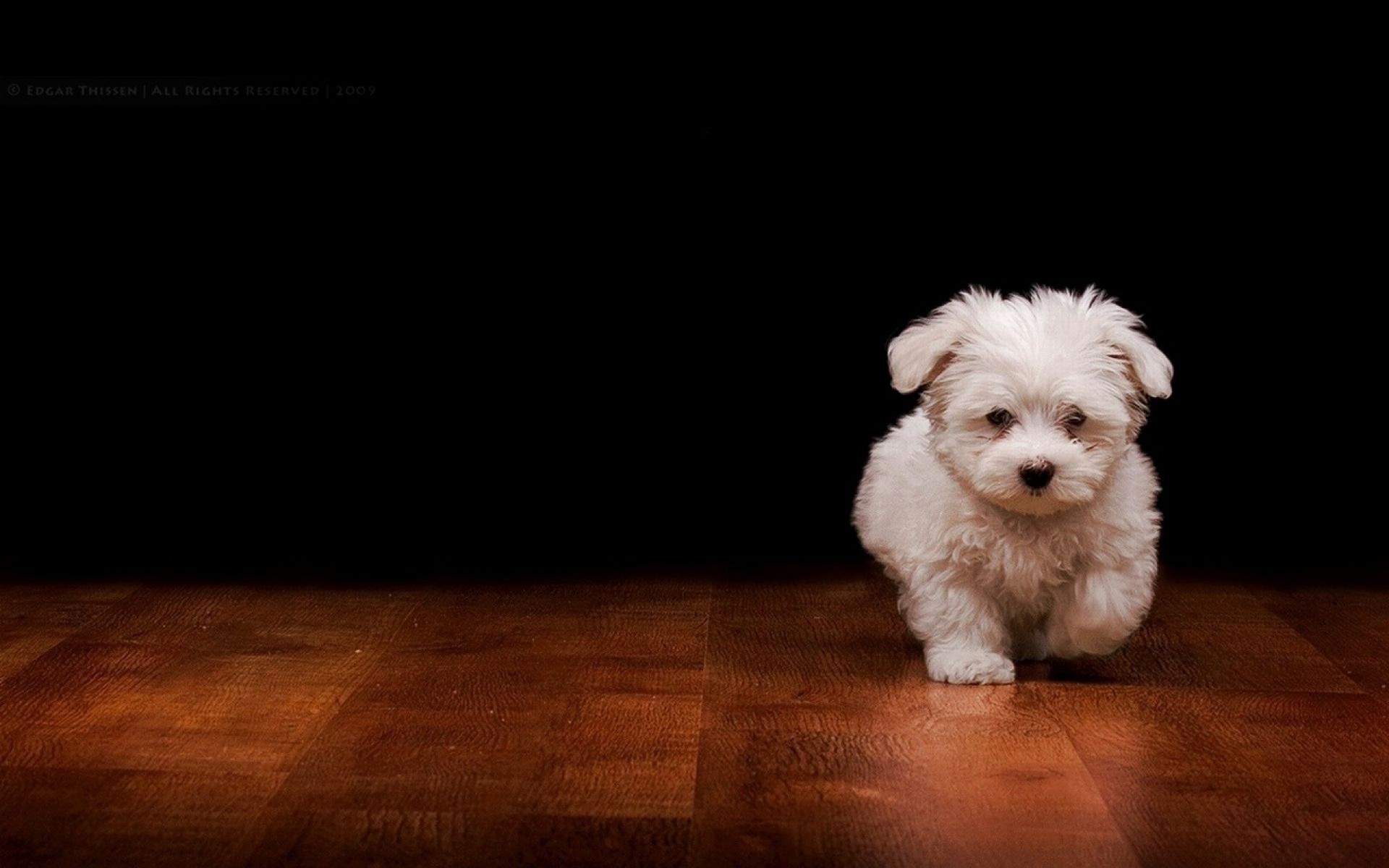 puppy white