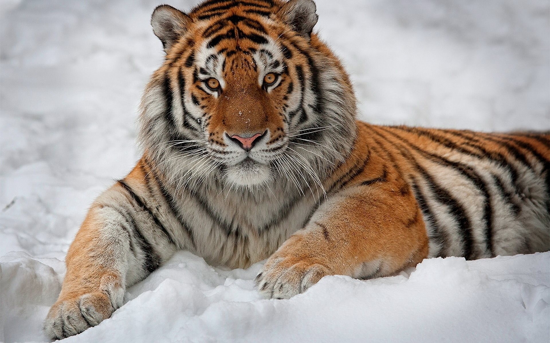 rayé neige intérêt se trouve tigre bel homme