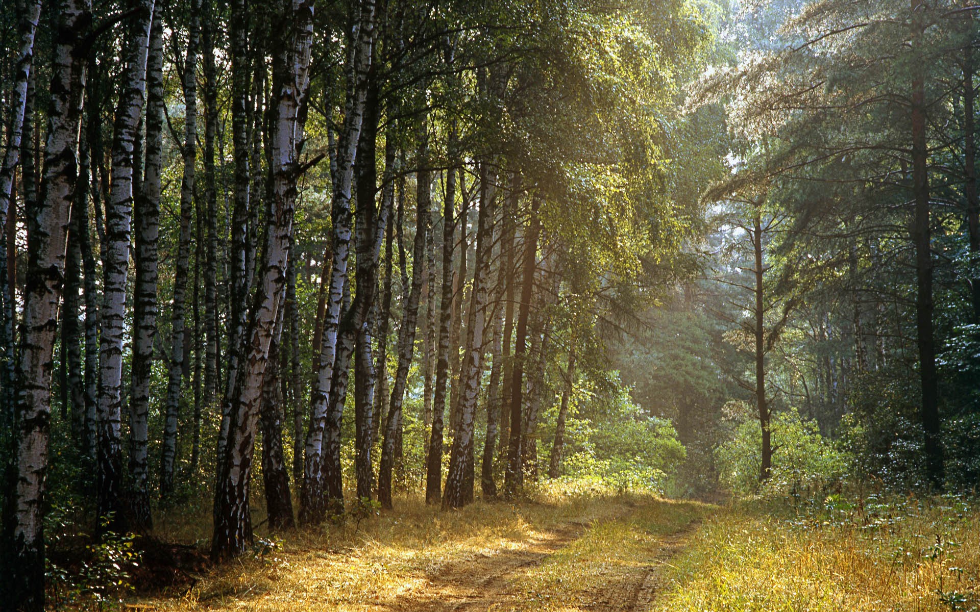 birch forest tree road ray