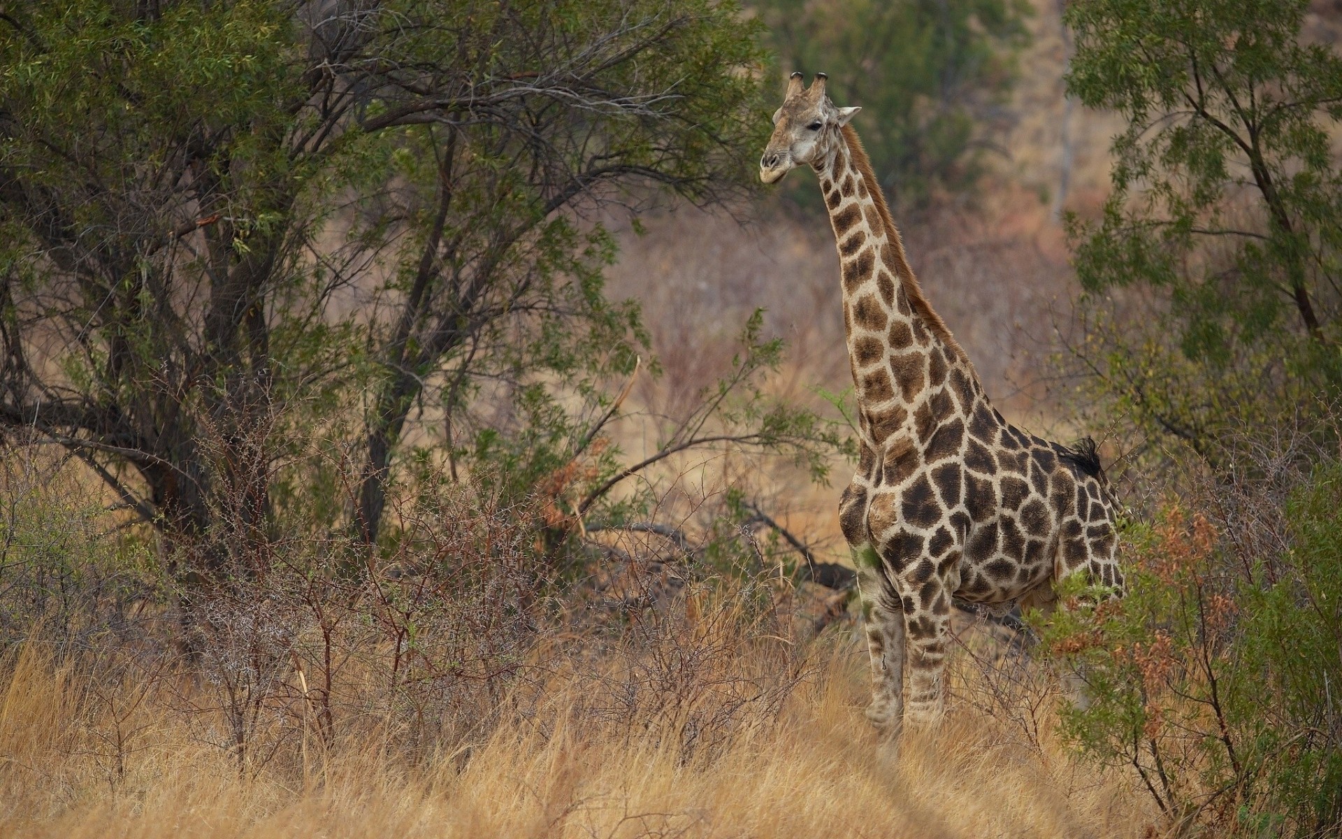 bush giraffe savannah vulture