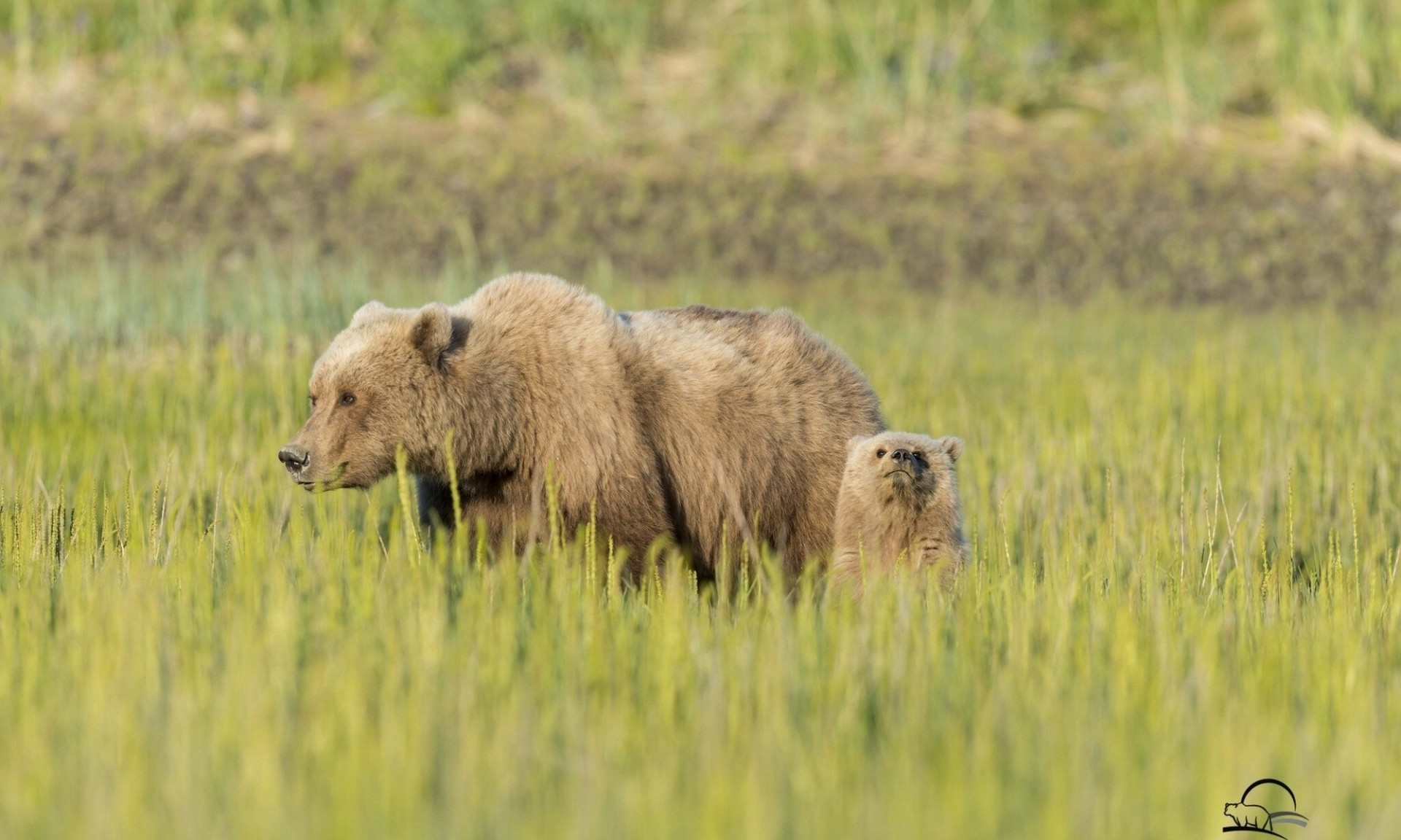 orsacchiotto orso orsi prato erba